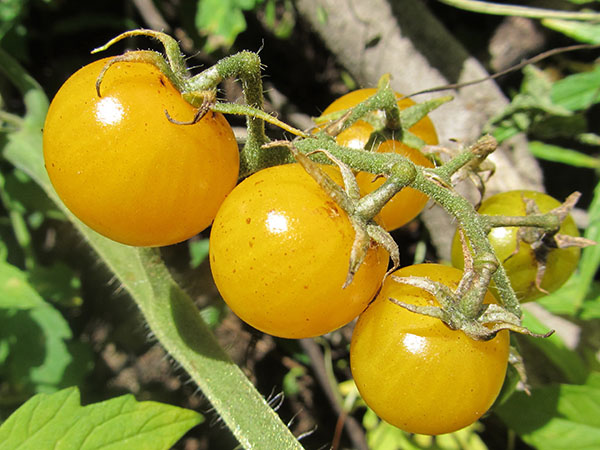 Yellow_cherry_tomato