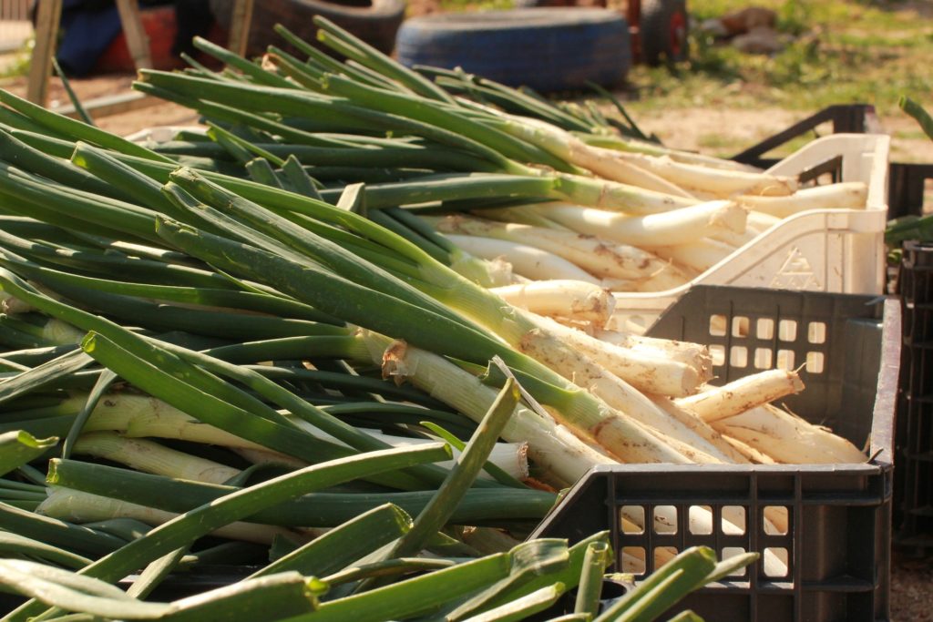 calcots_salsa romesco_salvitxada